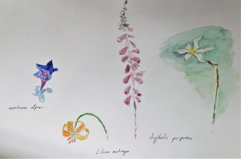 aquarelle avec gentiane des alpes et digitalis purpurea